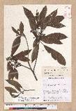 Litsea elongata (Wall. ex Nees) Benth. et Hook. f. var. mushaensis (Hayata) J. C. Liao l