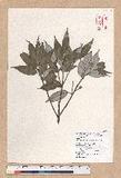 Cyclobalanopsis salicina (Blume) Oerstedt խIR