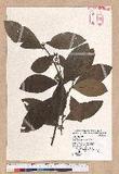 Litsea akoensis Hayata ̪Fl