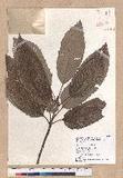 Quercus variabilis Blume R