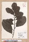 Litsea akoensis Hayata ̪Fl
