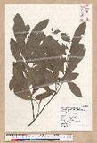Litsea hypophaea Hayata pl(׾)