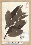 Machilus zuihoensis Hayata var. mushaensis (Lu) Y. C. Liu C()