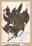 Machilus zuihoensis Hayata var. mushaensis (Lu) Y. C. Liu C()