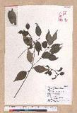 Lindera aggregata (Sims) Kosterm. ѻOQ