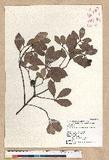Machilus obovatifolia (Hayata) Kanehira & Sasaki ˧Z