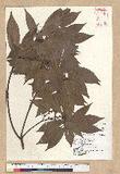 Neolitsea variabillima (Hayata) Kanehira & Sasaki ܸsl