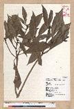 Machilus japonica Siebold et Zucc. var. kusanoi (Hayata) Liao j
