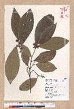 Litsea akoensis Hayata ̪Fl