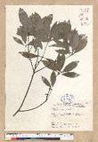 Neolitsea sericea (Blume) Koidz. շsl