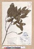 Cyclobalanopsis morii (Hayata) Schott. ˤR()