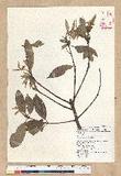 Neolitsea aciculata (Blume) Koidz. var. variabillima (Hayata) J. C. Liao ܸsl