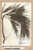 Pinus massoniana L...
