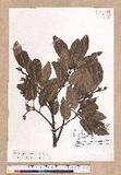 Quercus spinosa A. David ex Fr. sR