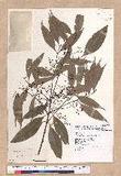 Cinnamomum macrostemon Hayata J׮