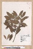 Litsea morrisonensis Hayata ɤsl