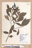 Litsea morrisonensis Hayata ɤsl