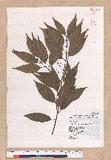 Cinnamomum insulari-montanum Hayata s׮(xW׮)