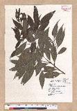 Cinnamomum insulari-montanum Hayata s׮(xW׮)