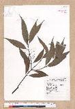 Cinnamomum insulari-montanum Hayata s׮(xW׮)