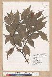 Machilus philippinense Merr. ߻