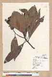 Machilus japonica Siebold et Zucc. var. kusanoi (Hayata) Liao j