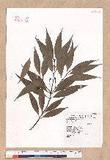 Cinnamomum insulari-montanum Hayata s׮(xW׮)