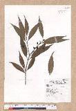 Cinnamomum insulari-montanum Hayata s׮(xW׮)