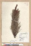 Pinus armandii Franchet var. masteriana Hayata OWؤsQ