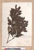 Lindera communis Hemsl. 