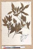 Litsea morrisonensis Hayata ɤsl