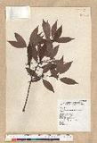 Neolitsea acuminatissima (Hayata) Kanehira et Sasaki ssl