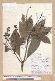 Machilus japonica Siebold et Zucc. var. kusanoi (Hayata) Liao j