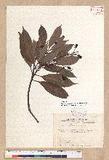 Machilus japonica Siebold et Zucc. 饻()