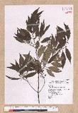 Cinnamomum insulari-montanum Hayata s׮(xW׮)