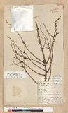 Picea brachytyla (...