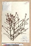 Picea brachytyla (Franch.) Pritzel var. complanata (Mast.) Cheng ex Rehder