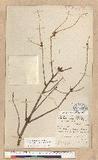 Picea brachytyla (...