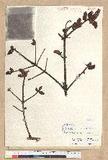Picea brachytyla (Franch.) Pritzel var. complanata (Mast.) Cheng ex Rehder