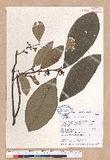 Litsea akoensis Hayata ̪Fl