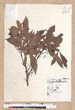Machilus japonica Siebold et Zucc. 饻()