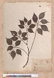Cinnamomum camphora (L.) Nees & Eberm. 