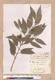 Cinnamomum insulari-montanum Hayata s׮(xW׮)