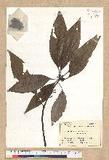 Neolitsea sericea (Blume) Koidz. շsl