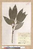 Neolitsea sericea (Blume) Koidz. շsl