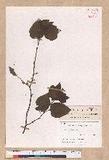 Lindera obtusiloba Blume