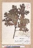 Quercus robor L.