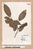 Pasania harlandii (Hance) Oersted u_
