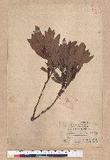 Pasania dodonaeifolia (Hayata) Hayata h_