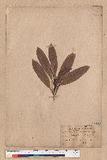 Pasania dodonaeifolia (Hayata) Hayata h_